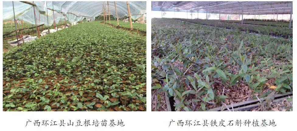 刘百温精准免费资料大全,植物保护_自在版ZTQ988.67